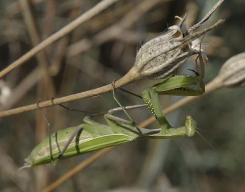 Réf. 269 340 : Mantis religiosa